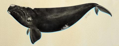 Southern Right Whale